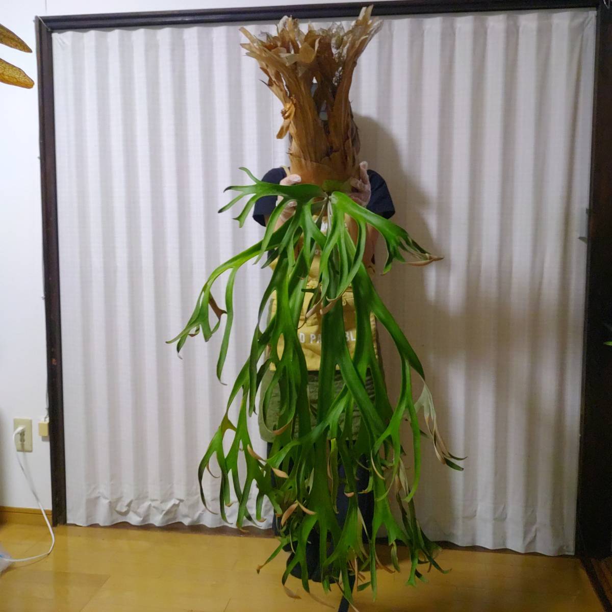 ☆1円スタート☆097 ビカクシダ 植物 ☆Platycerium willinckii 