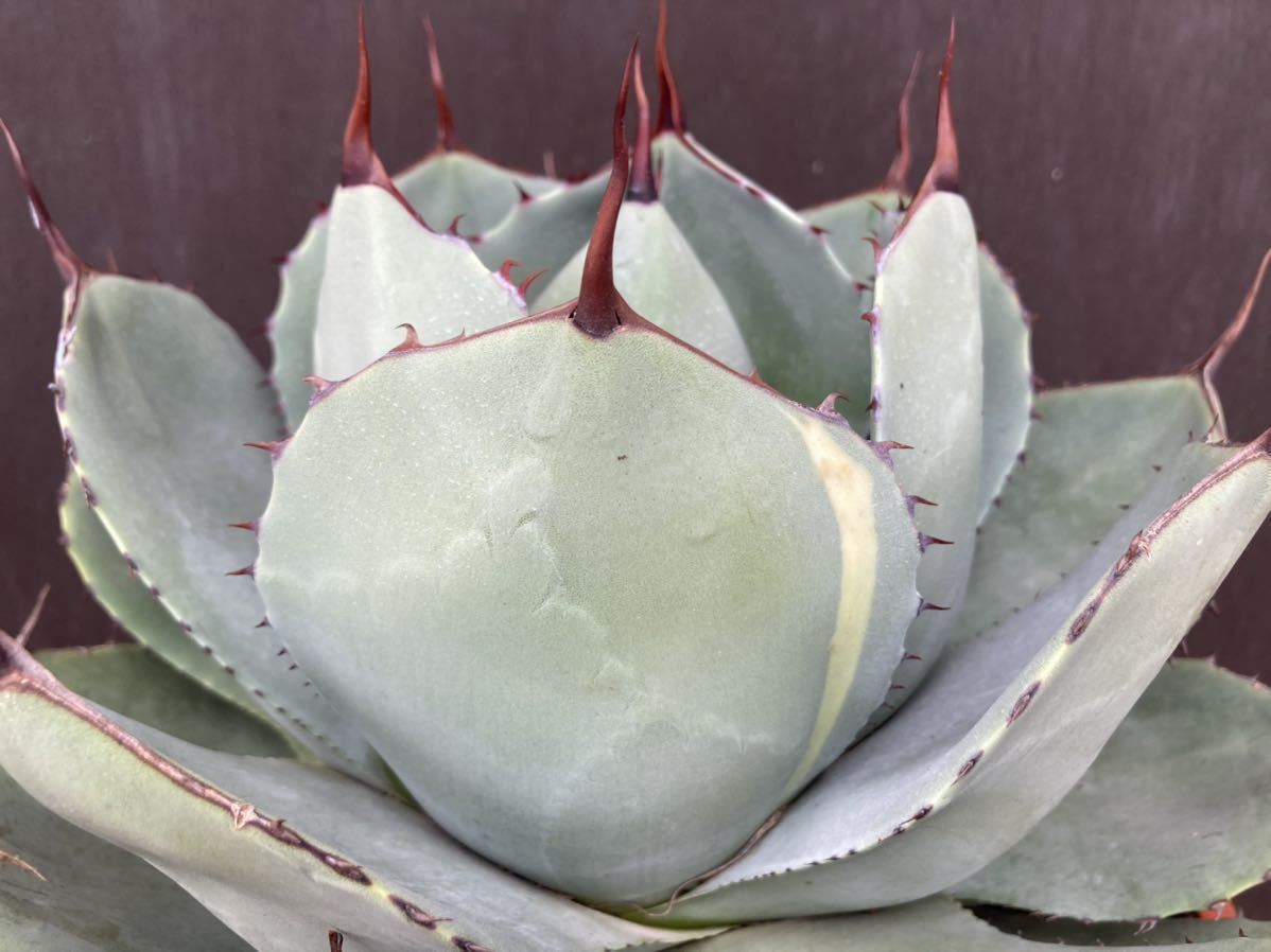 アガベ パリー トランカータ オリザバ Orizaba 斑入り Agave