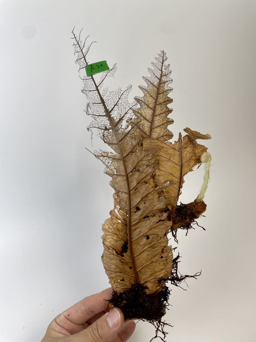 A20【レア着生植物】ドリナリア リギデュラ(Drynaria rigidula)ワイルド株 新葉展開中！