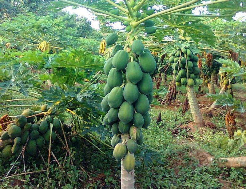 パパイヤ苗木 golden papaya 苗木 - nangokunomori.com