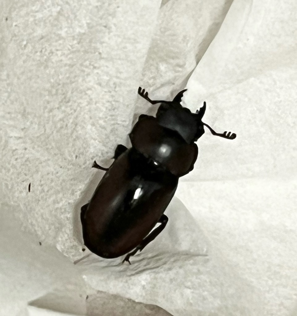 ファベールノコギリクワガタ 成虫 ♀単品1頭・wild(ファベールノコギリ ファベール フェーバー) 訳あり_1