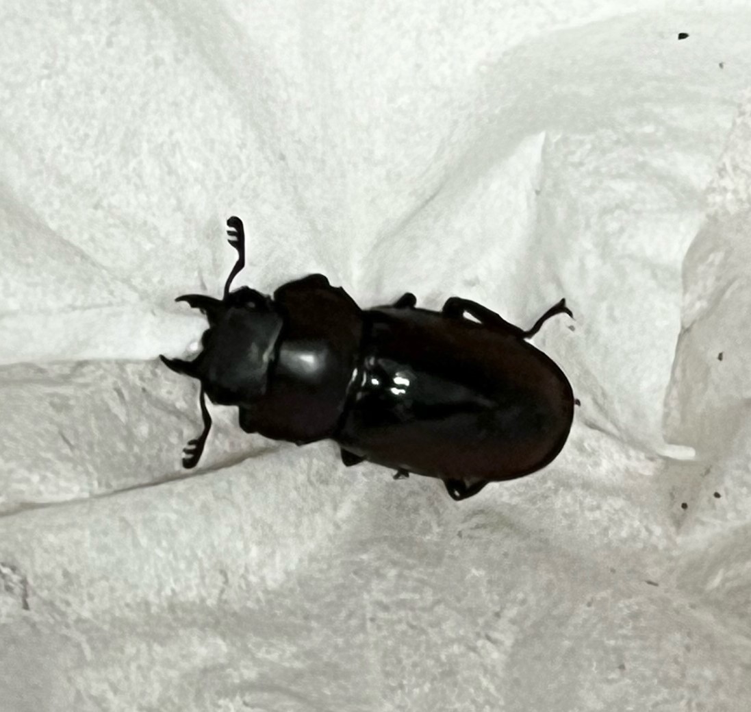 ファベールノコギリクワガタ 成虫 ♀単品1頭・wild(ファベールノコギリ ファベール フェーバー) 訳あり_2