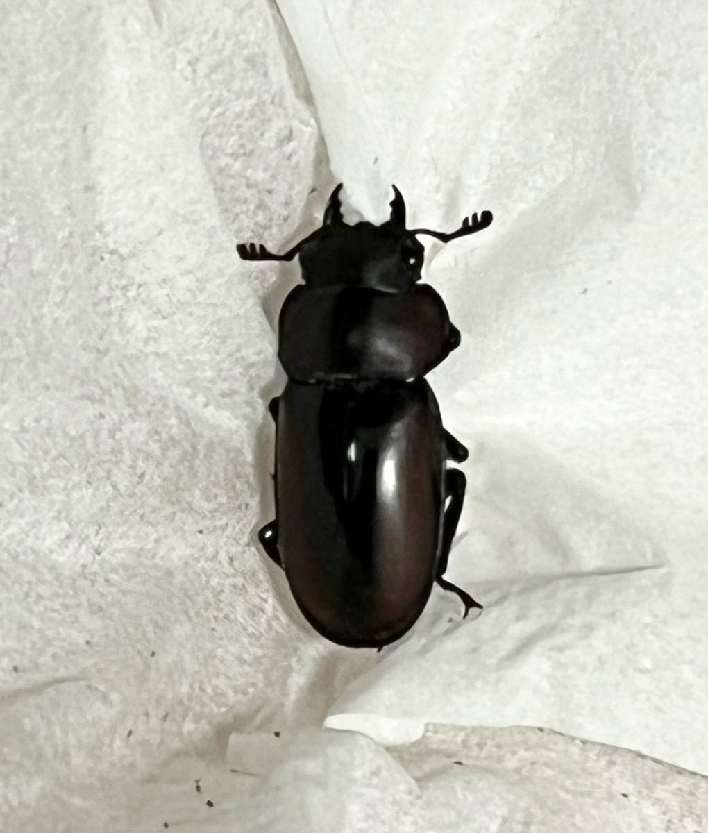 ファベールノコギリクワガタ 成虫 ♀単品1頭・wild(ファベールノコギリ ファベール フェーバー) 訳あり_3