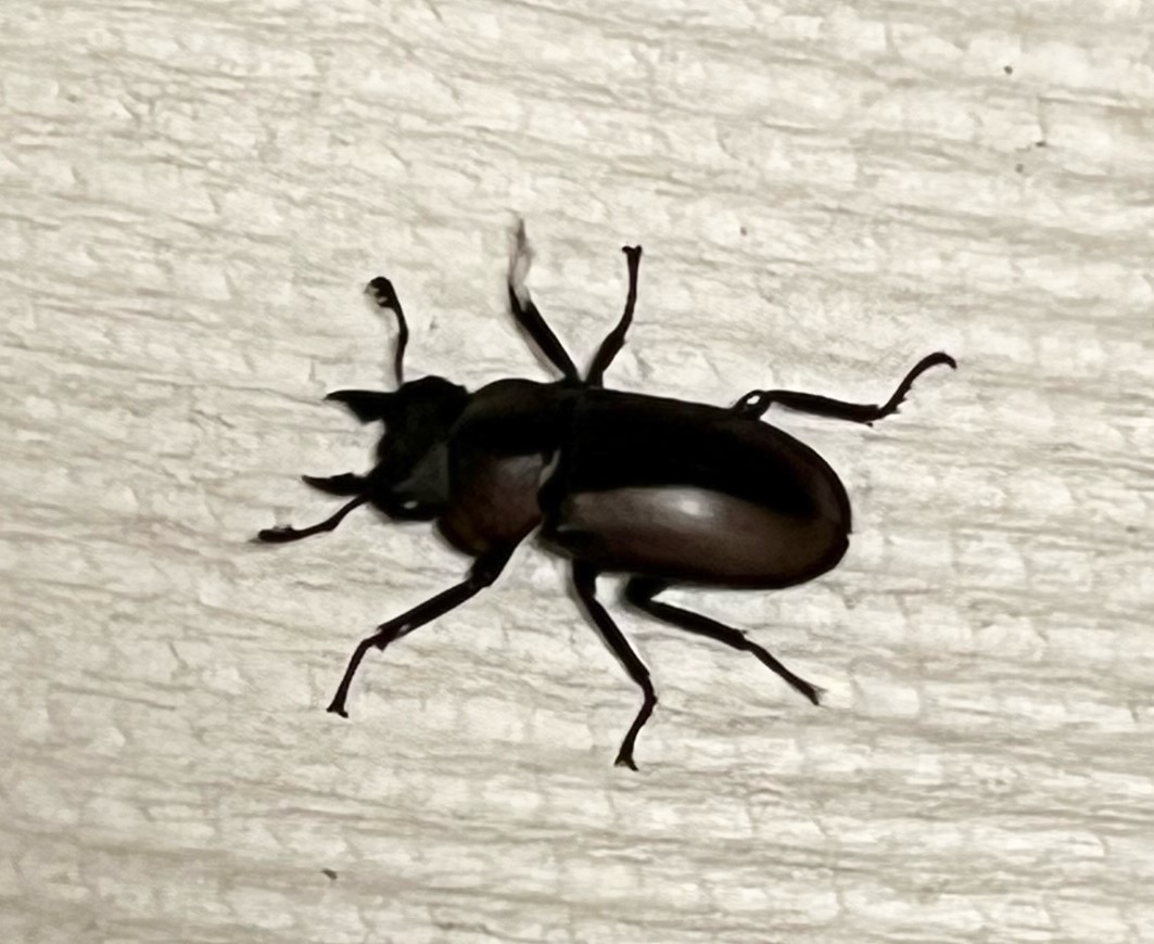 ファベールノコギリクワガタ 成虫 ♀単品1頭・wild(ファベールノコギリ ファベール フェーバー) 訳あり_4