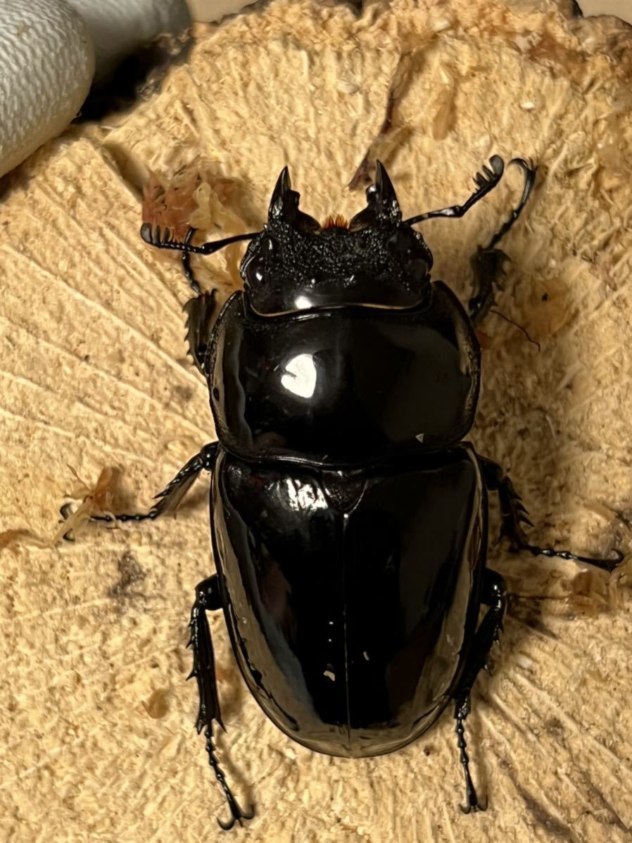 タランドゥスオオツヤクワガタ ペア♂77.8mm ♀51.7mm