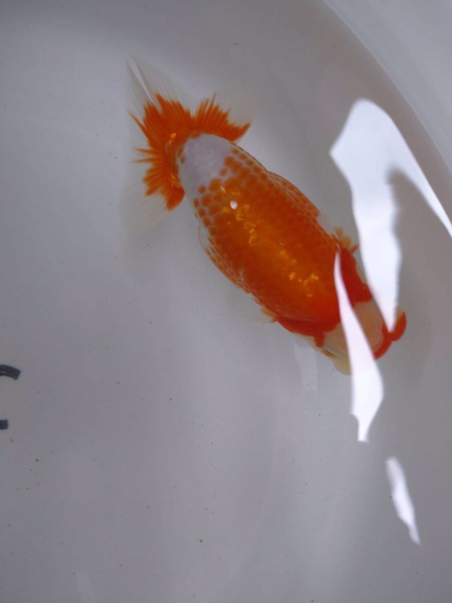【豊富な，高品質】 和歌山クラフトらんちゅうC 当歳魚(らんちゅう)｜売買されたオークション情報、yahooの商品情報をアーカイブ公開 - オークファン らんちゅう
