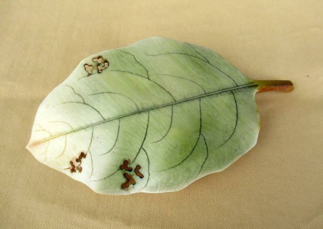 骨董・茶道具】☆蒔絵 梨地 竹園自耕秋之虫香合 fm041sgl.2 鈴虫 蟋蟀