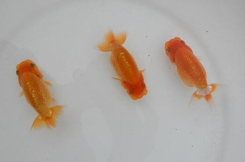 金魚の王様 らんちゅう 特選浜松系統 当歳魚 ３匹セット A らんちゅう 売買されたオークション情報 Yahooの商品情報をアーカイブ公開 オークファン Aucfan Com