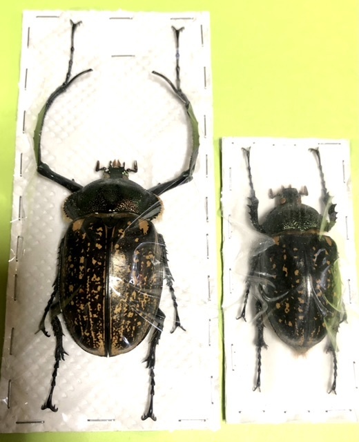 59mm♂マックレイテナガコガネと記載されているがマレー 昆虫標本 昆虫
