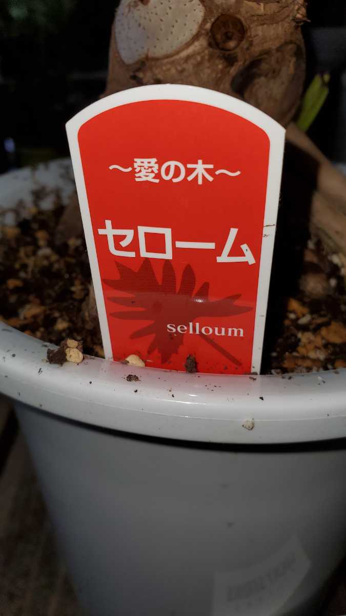 セローム根上がり7号プラ鉢 写真同等品3鉢在庫ございます
