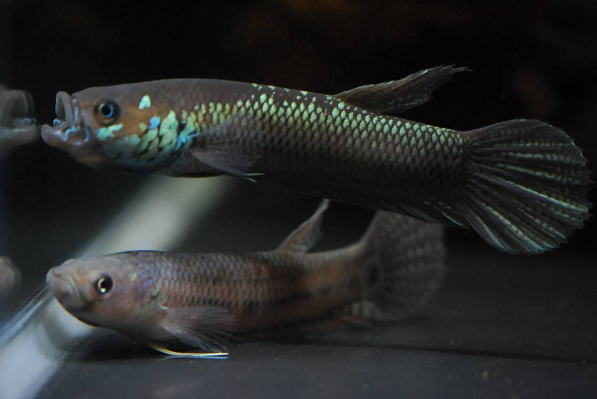 ワイルドベタ ユニマクラータ ワハウ Betta Unimaculata Wahau 稚魚5匹 ワイルドベタ ユニマクラータ ワハウ Betta Unimaculata Wahau 稚魚5匹