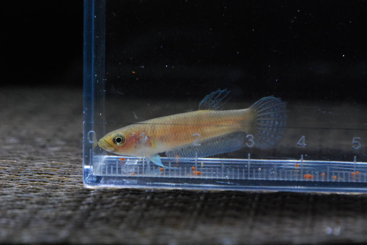 ワイルドベタ　ユニマクラータ　稚魚5匹セット　 ワイルドベタ ユニマクラータ ワハウ Betta Unimaculata Wahau 稚魚5匹
