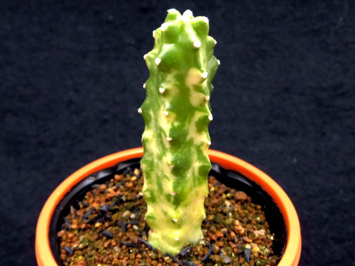 【新作登場，新品】 桃太郎錦 エキノケレウス 多肉植物 サボテン(サボテン)｜売買されたオークション情報、yahooの商品情報をアーカイブ公開 - オークファン サボテン