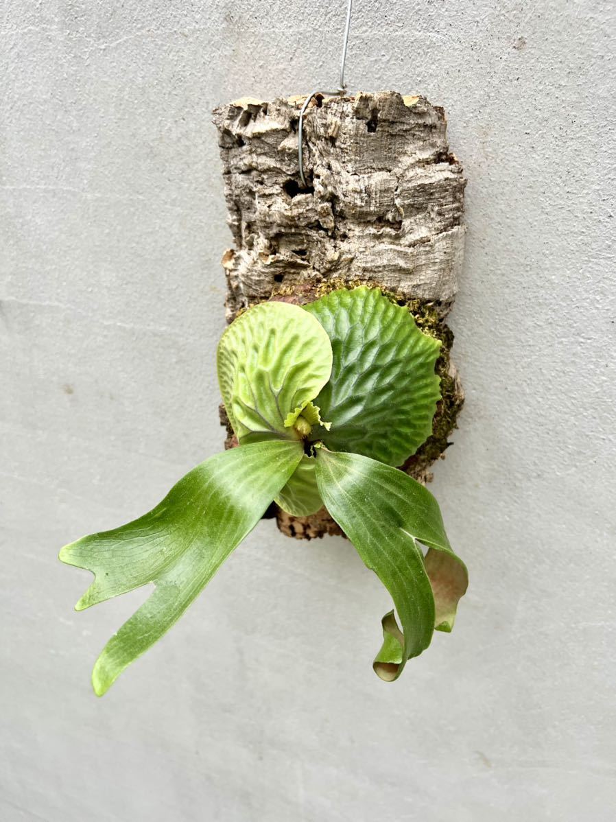 観葉植物 P．madagascariense ④ マダガスカリエンセ 子株 ビカクシダ