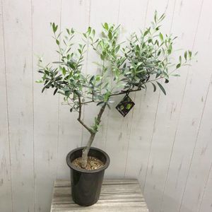 現品 オリーブの木 モライオロ 樹高1 4ｍ 根鉢含まず 01 苗木 植木 Www Bearspa Pl