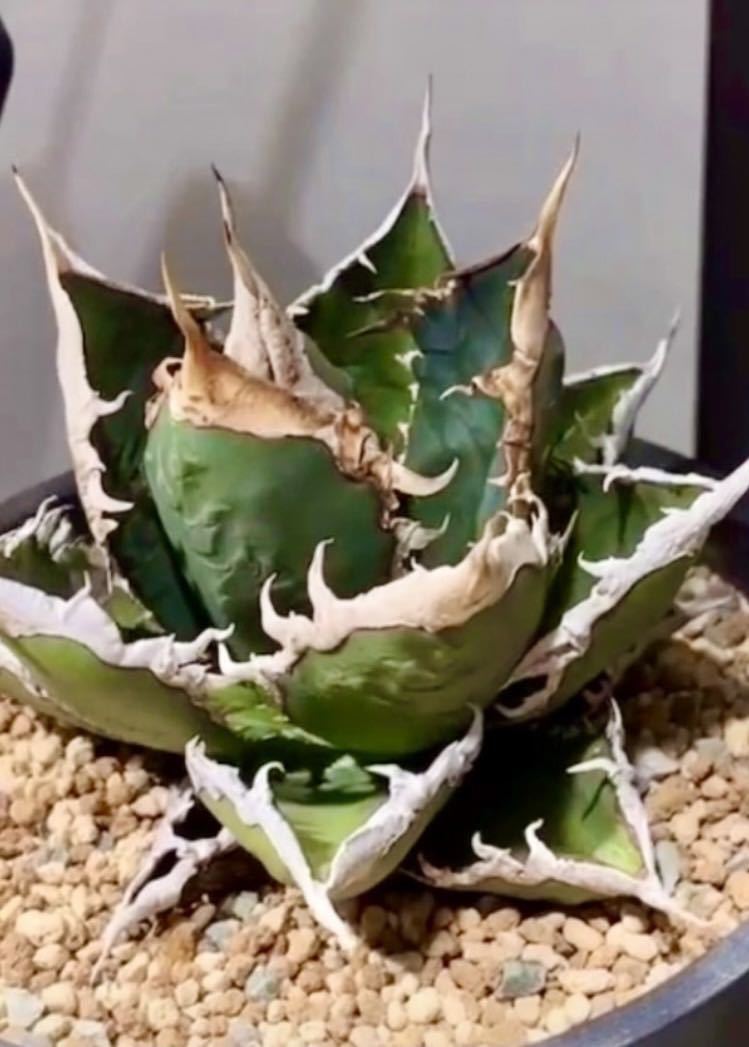 3 アガベ チタノタ 狼人 発根済み子株 レア(アガベ)|売買された 3 アガベ チタノタ 狼人 発根済み子株 レア(アガベ)|売買された