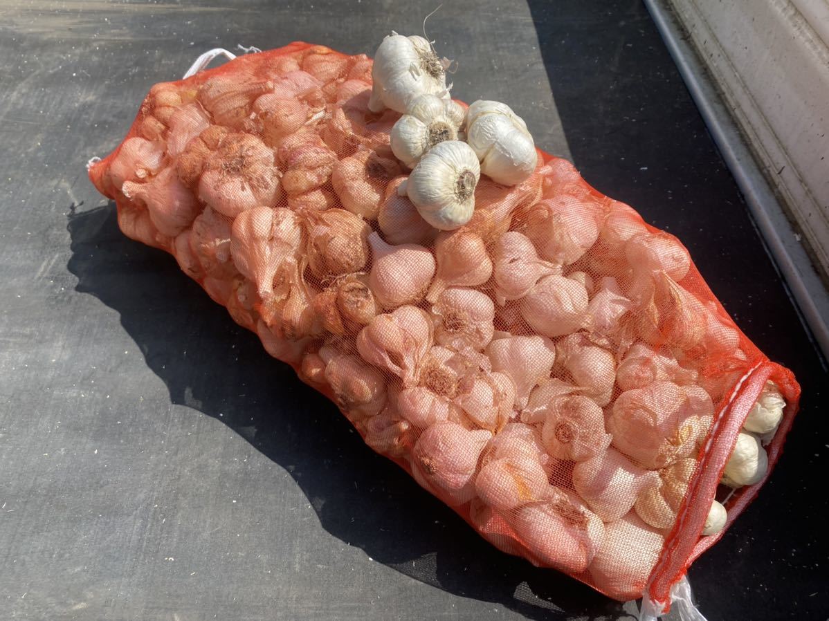 青森県 にんにく種20Kg M 青森県 にんにく種子20Kg MS 消毒済み