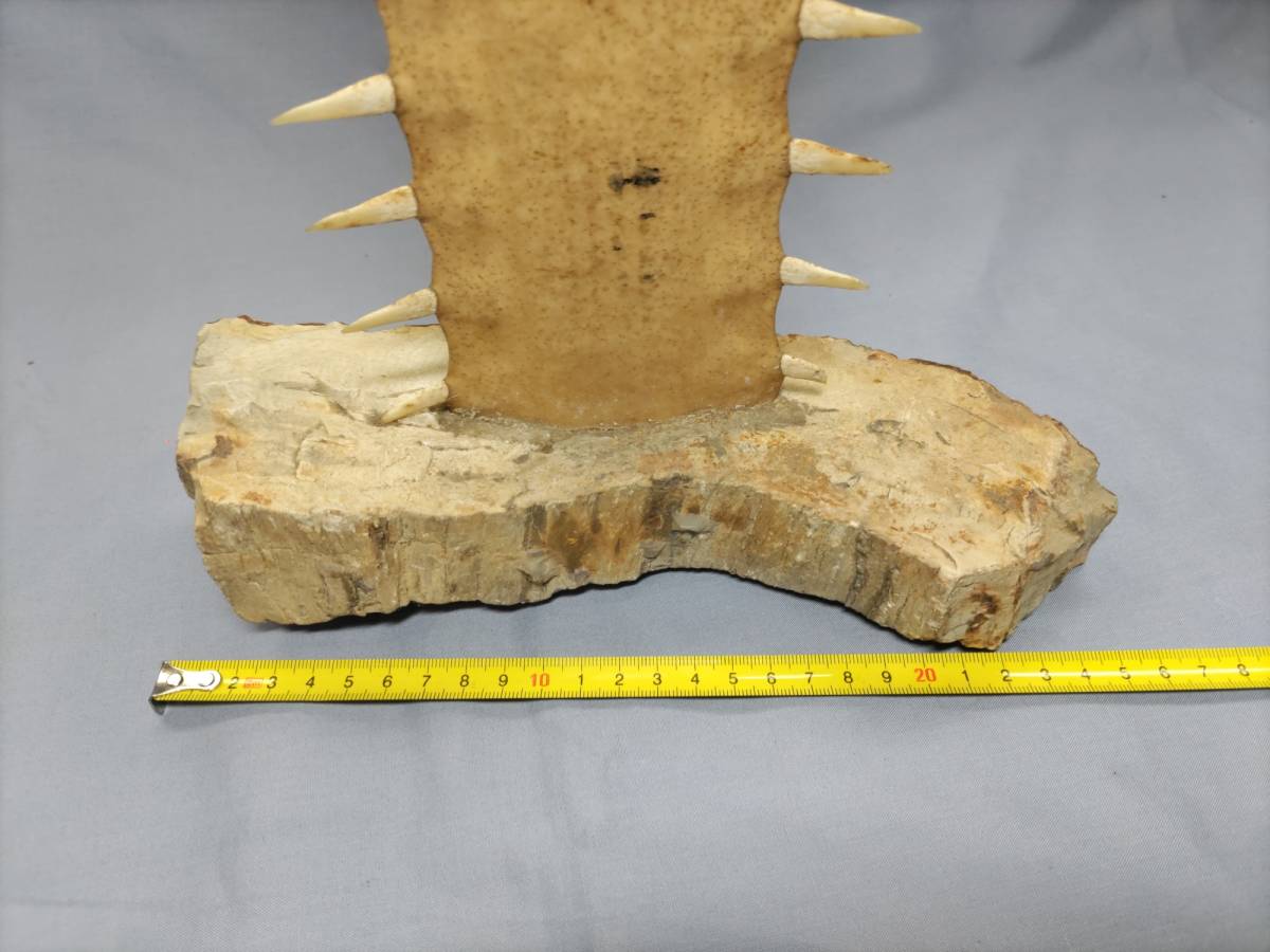 ノコギリザメの歯　標本 〇ノコギリザメの歯 標本 オブジェ サメ 全高約55㎝(土台含む) 土台は