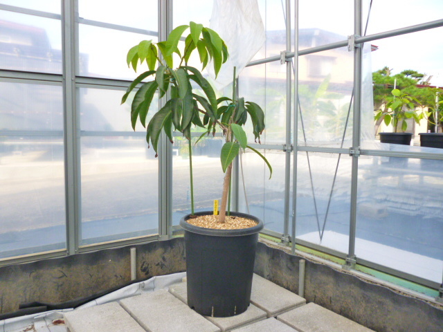 ☆マンゴー苗木☆STマウイマンゴー☆接木苗☆ マンゴーの木 アーウィン 1