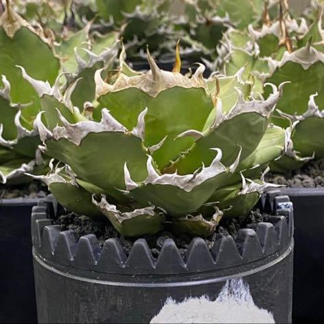 Agave titanota Ghost Claw アガベチタノタ鬼爪 子株 台湾株