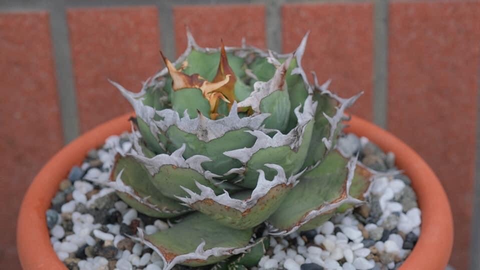 チタノタ 逆刺 - Yahoo!オークション 假蟹 アガベ 優秀DNA Agave