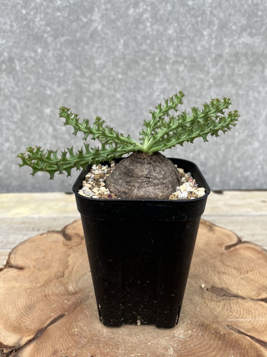 ○ユーフォルビア ファンシャウェイ/Euphorbia fanshawei③ 花、園芸