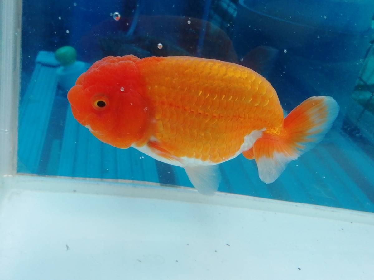  二歳 らんちゅう 雄 約13cm ①(らんちゅう)｜売買されたオークション情報、yahooの商品情報をアーカイブ公開 - オークファン らんちゅう