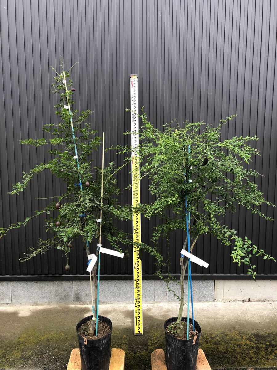 紫芋 200本 さつまいもの苗 パープルスイートロード さつまいも苗種