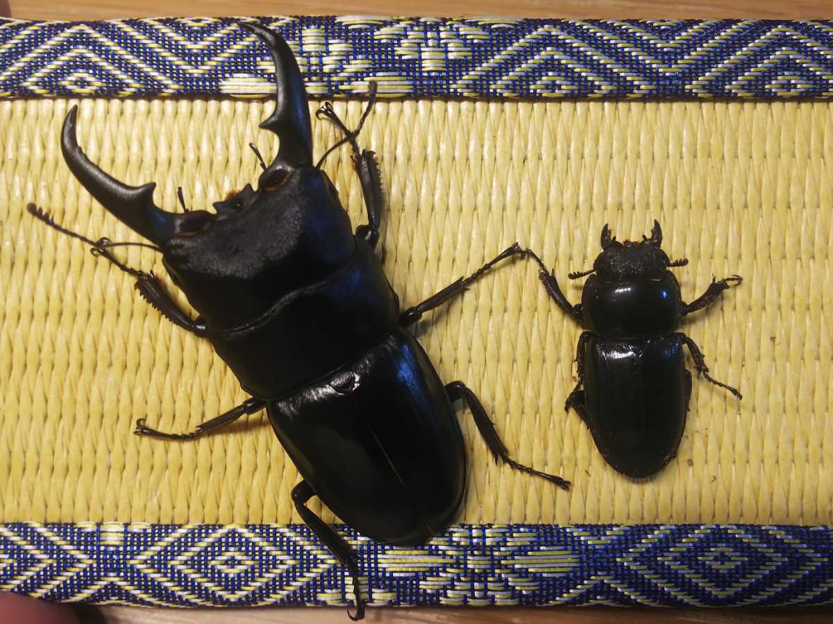 ヒラタクワガタ7匹セット 最大70㎜