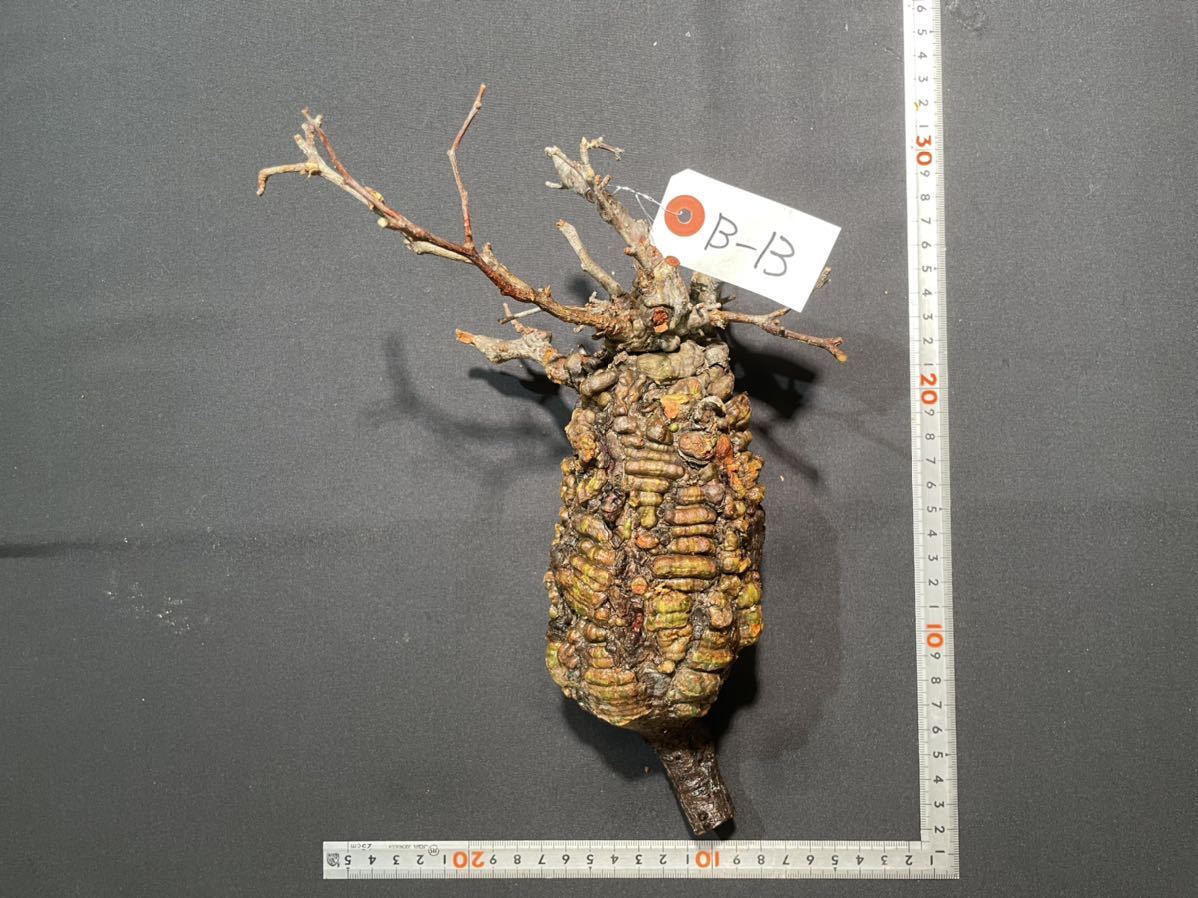 B-13 オペルクリカリア パキプス ベアルート株 花、園芸 観葉植物