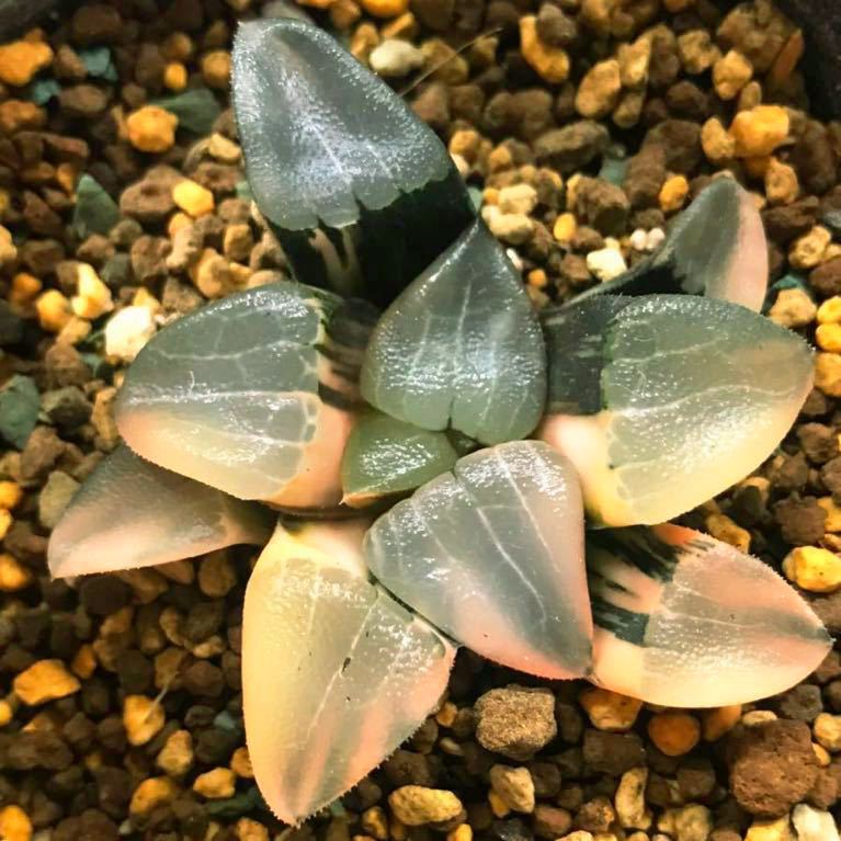 ☆☆コレクタ錦＊糊斑＊実生＊古株☆ ハオルチア 多肉植物 64L コレクタ実生糊斑 自家繁殖 公式通販