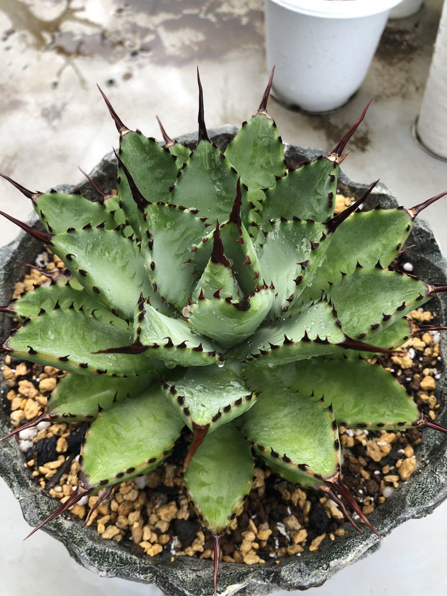 アガベ 八荒雷神 子株付き