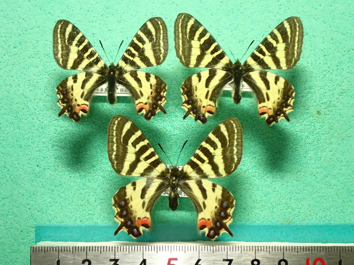 ギフチョウ♂/和歌山県.龍門山産【標本】 ギフチョウ♂/和歌山県.龍門山産【標本】 ギフチョウ♂/和歌山県