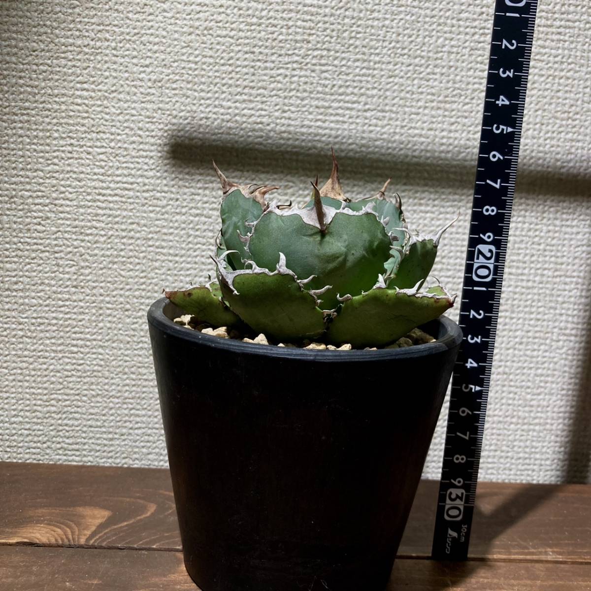 多肉植物 特選アガベチタノタ白鯨 台湾株 ベアルート 【公式通販】