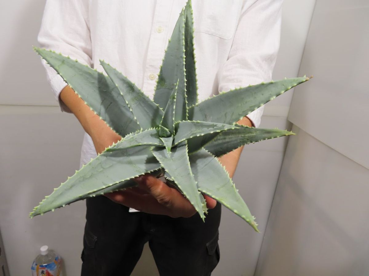 ネ172 「実生」アロエ ピランシー 抜き苗【多肉植物・Aloe pillansii・畑に地植え株】