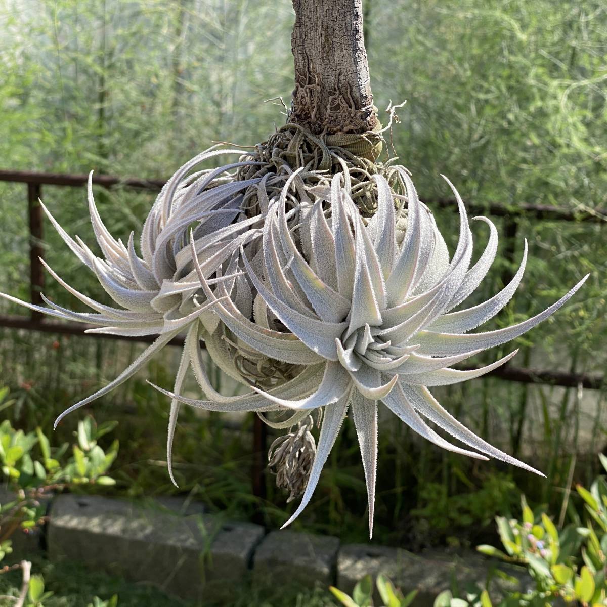 ②ガルドネリ　ルピコラ　Tillandsia　チランジア　ティランジア Tillandsia gardneri var. rupicola ティランジア ガルドネリ ルピコラ