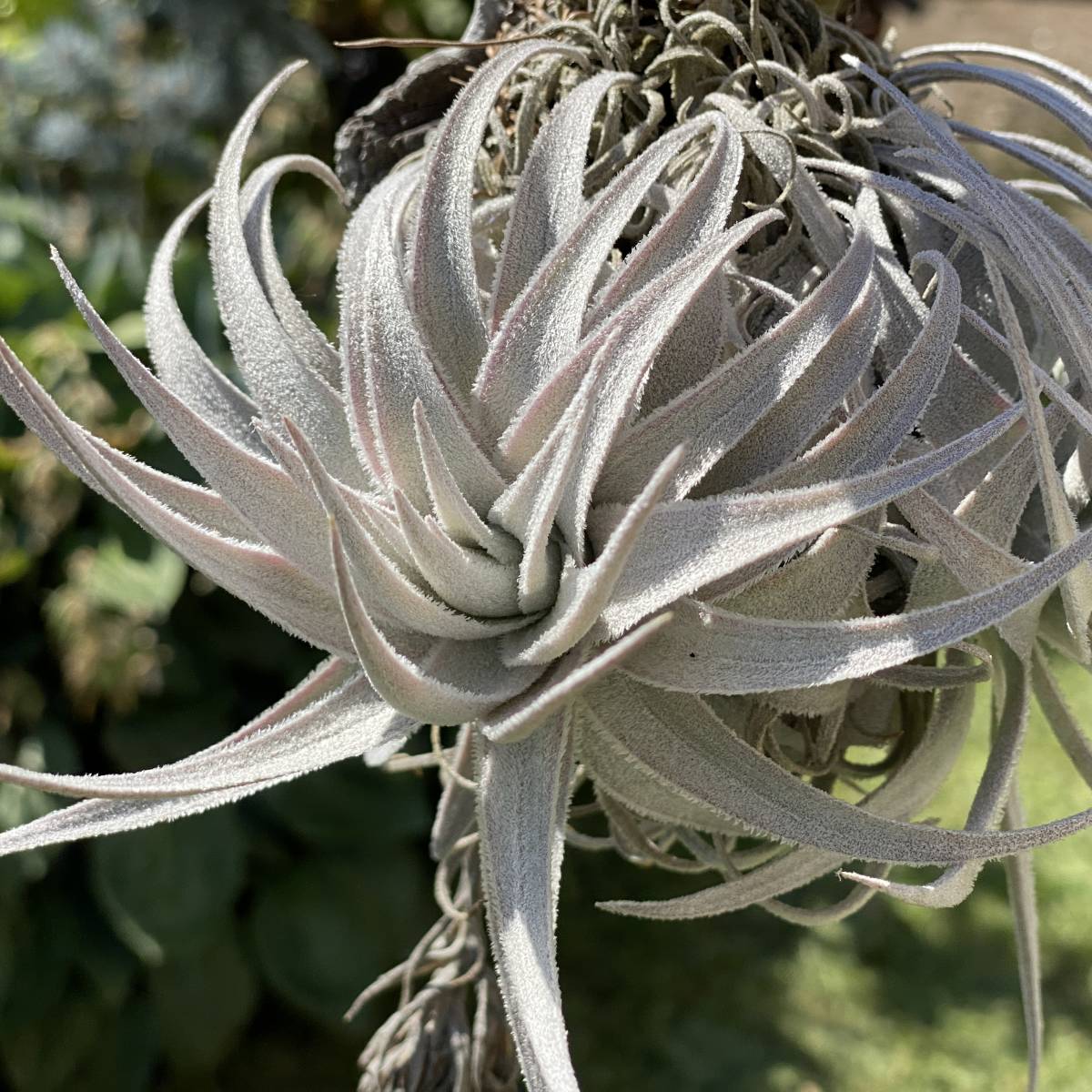 Tillandsia gardneri var. rupicola ティランジア ガルドネリ ルピコラ 
