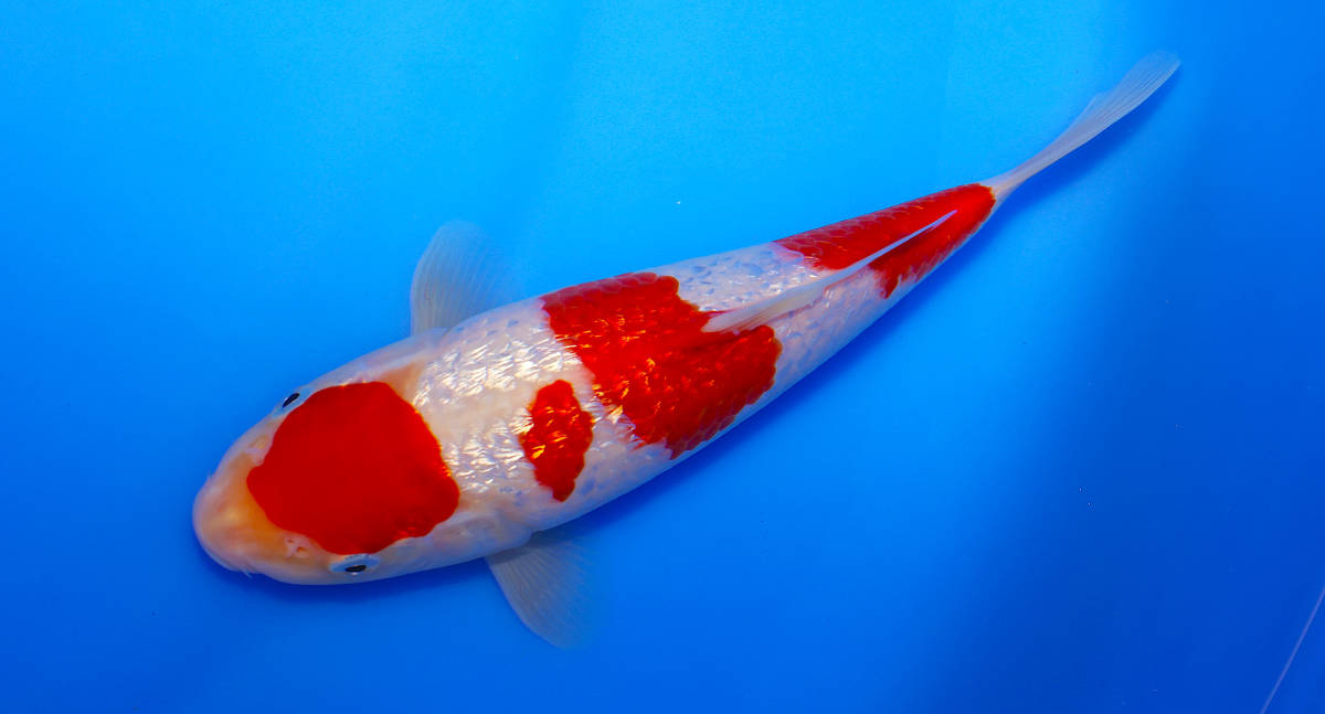 錦鯉 紅白 大日養鯉場産35cm 2023年産 生産証明書付