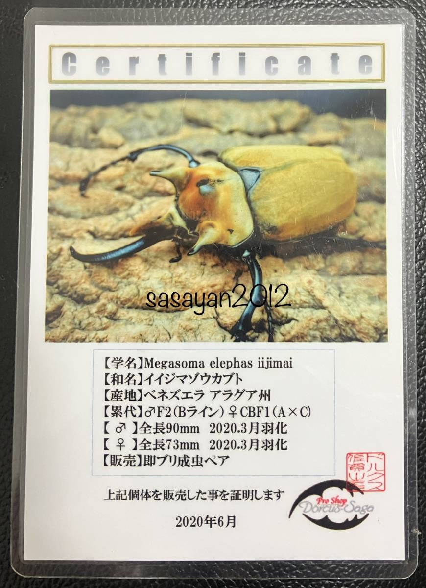 イイジマゾウカブト 117mm 標本 イイジマゾウカブト Megasoma elephas