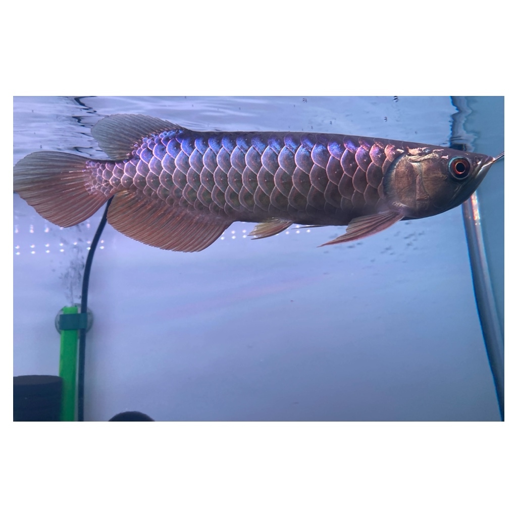 藍底過背金龍 24cm+- アロワナ