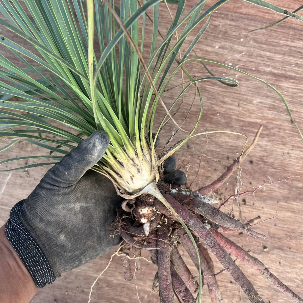 Yucca thompsoniana ユッカ トンプソニアーナ 希少 種子] thompsoniana 