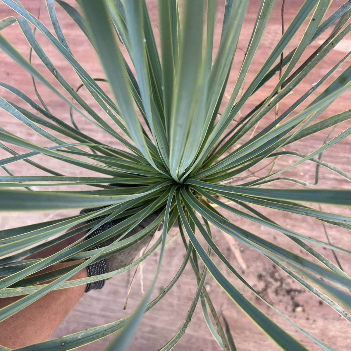 Yucca thompsoniana ユッカ トンプソニアーナ 希少 種子] thompsoniana 