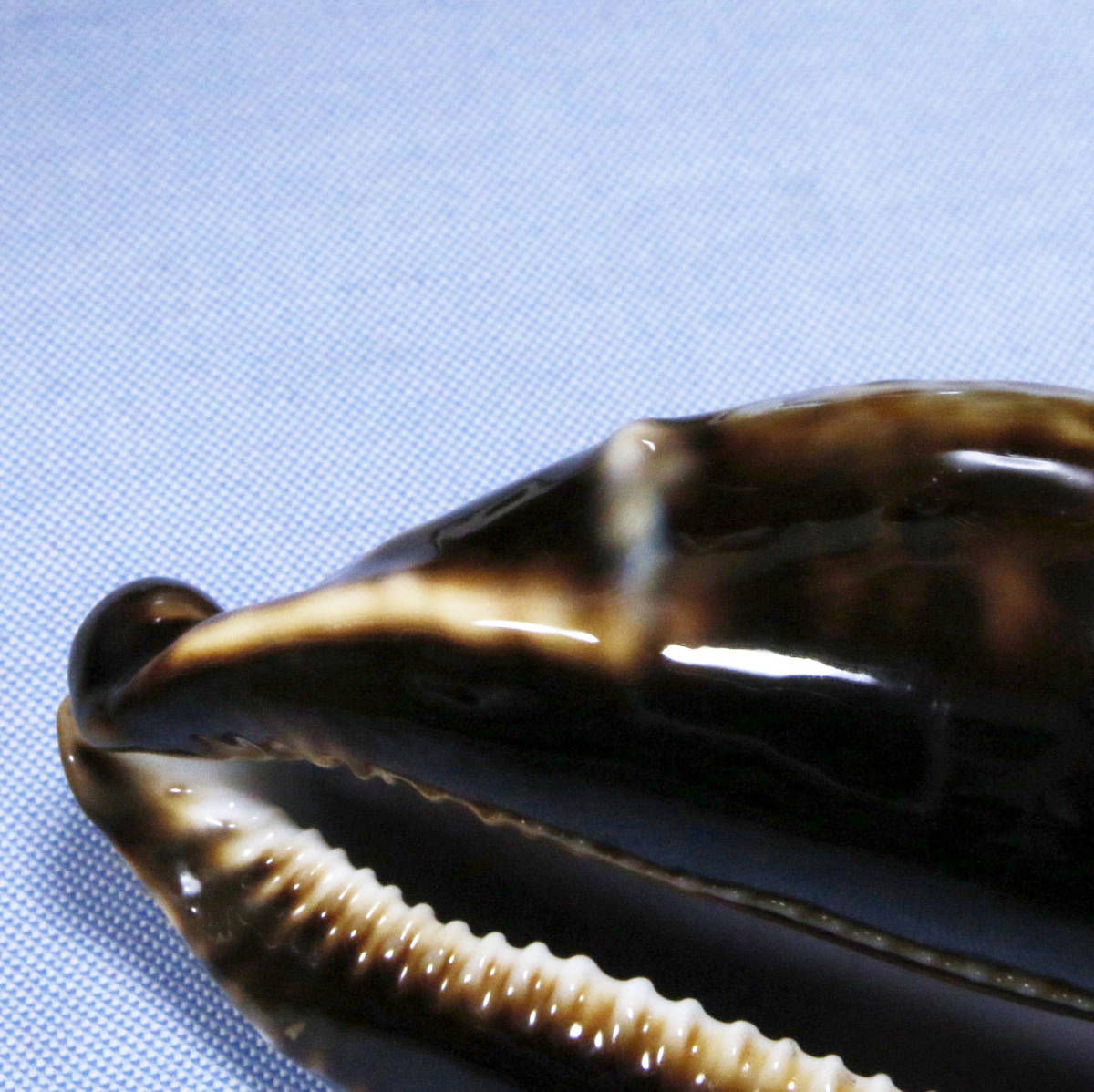 オーストラリアの貝 - Kaiショップ クロガネダカラ バッセルトンブルー