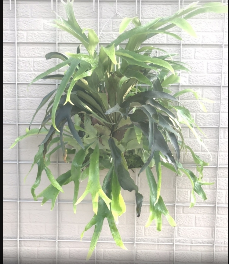 P.'Trident' (Mt.Lewis × hillii)ビカクシダ P.Trident(P.Mt Lewis × P.hillii)④ @bikamori.com トライデント