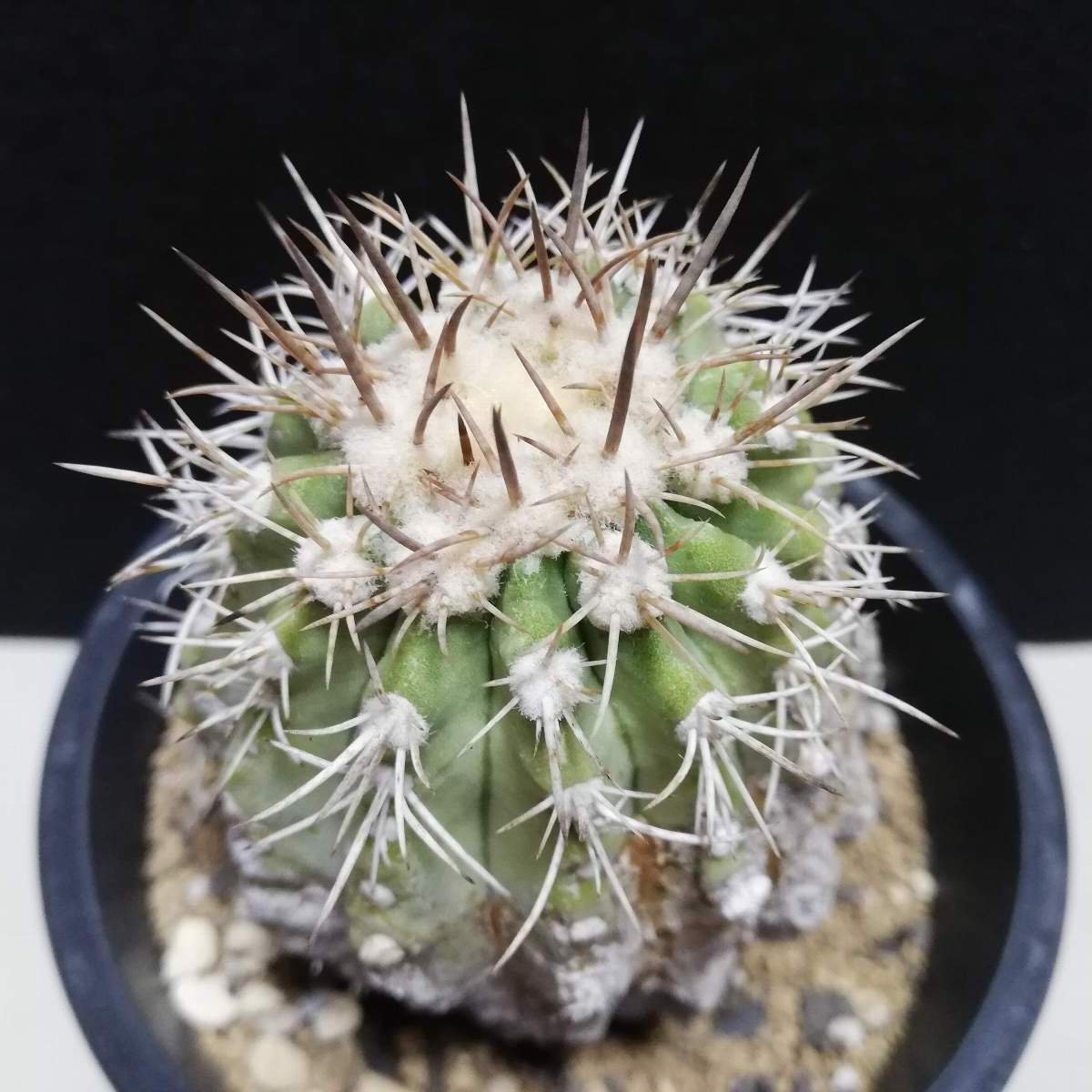 コピアポア シネラスケンス 竜牙玉 Copiapoa 現地球 コピアポア コピアポア シネラスケンス 竜牙玉 Copiapoa 現地球 コピアポア