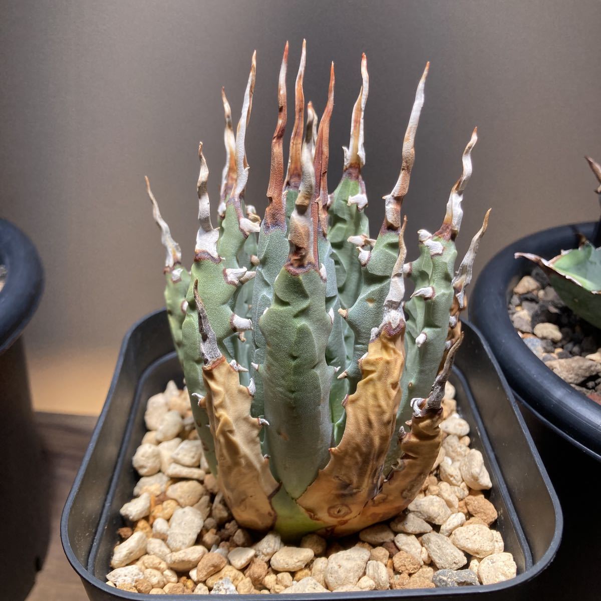アガベ エボリスピナ ユタエンシス 陽炎 agave 強刺 公式通販 園芸 