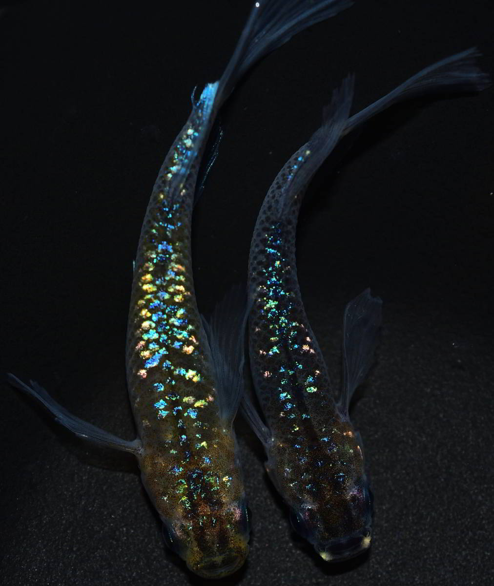 s1030621710.1