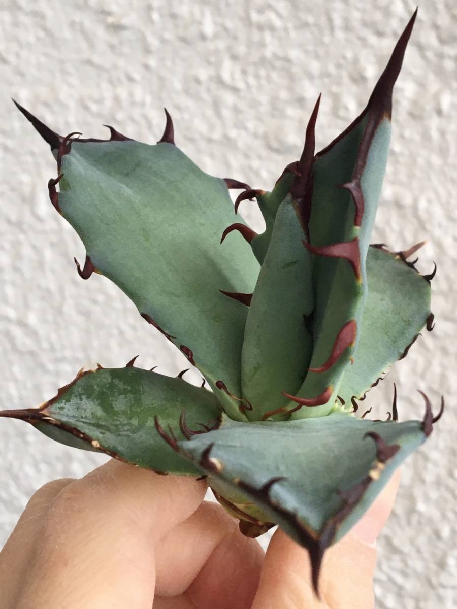 アガベ チタノタ Agave Black Titanota 1個売り 【ハイブリッド株