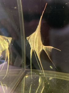 コロンビア産 アルタムエンゼル エンゼルフィッシュ From Scratch Imervillas Com