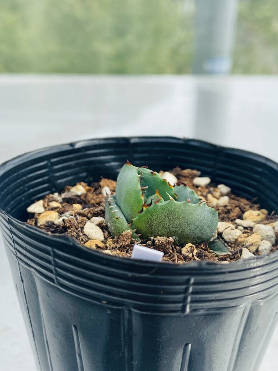 種子] アガベ チタノタブルー Agave titanota Blue Lot.2026MAY｜多肉